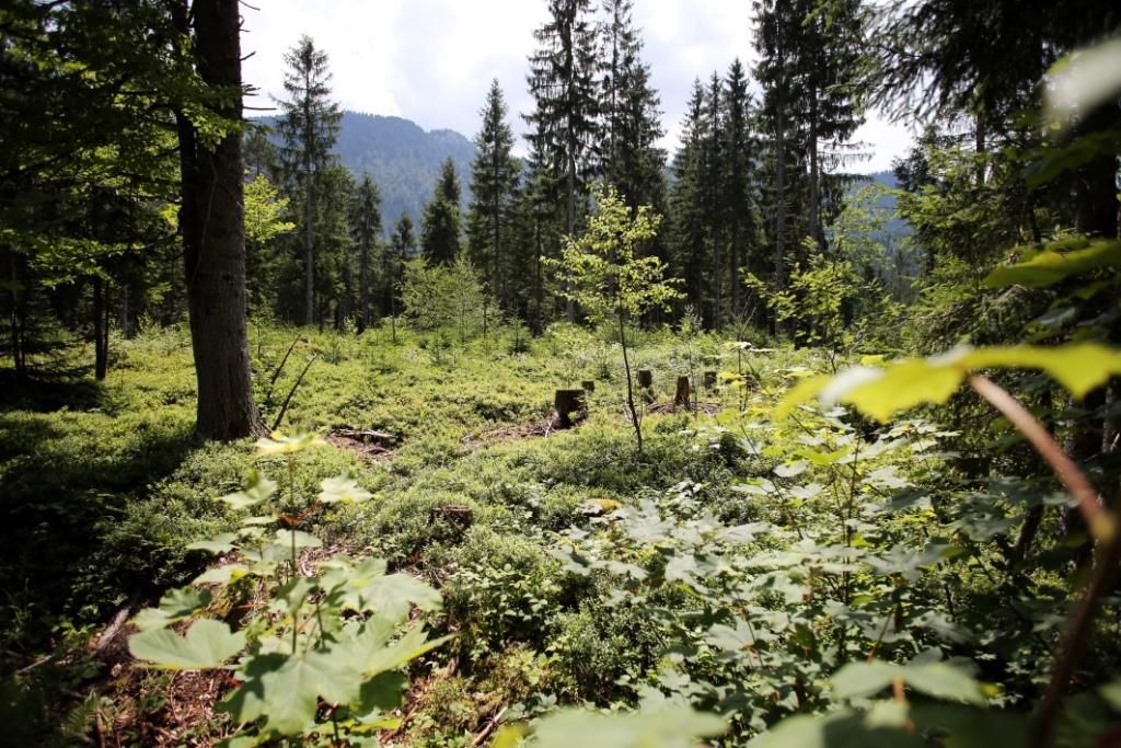 Waldlandschaft mit Bäumen und Sträuchern im Naturreservat Leckermoor.