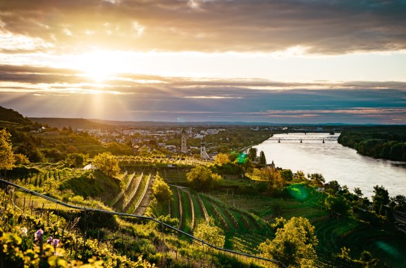 Weinbaugebiete entlang der Donau, © Niederösterreich Werbung/ Daniel Gollner