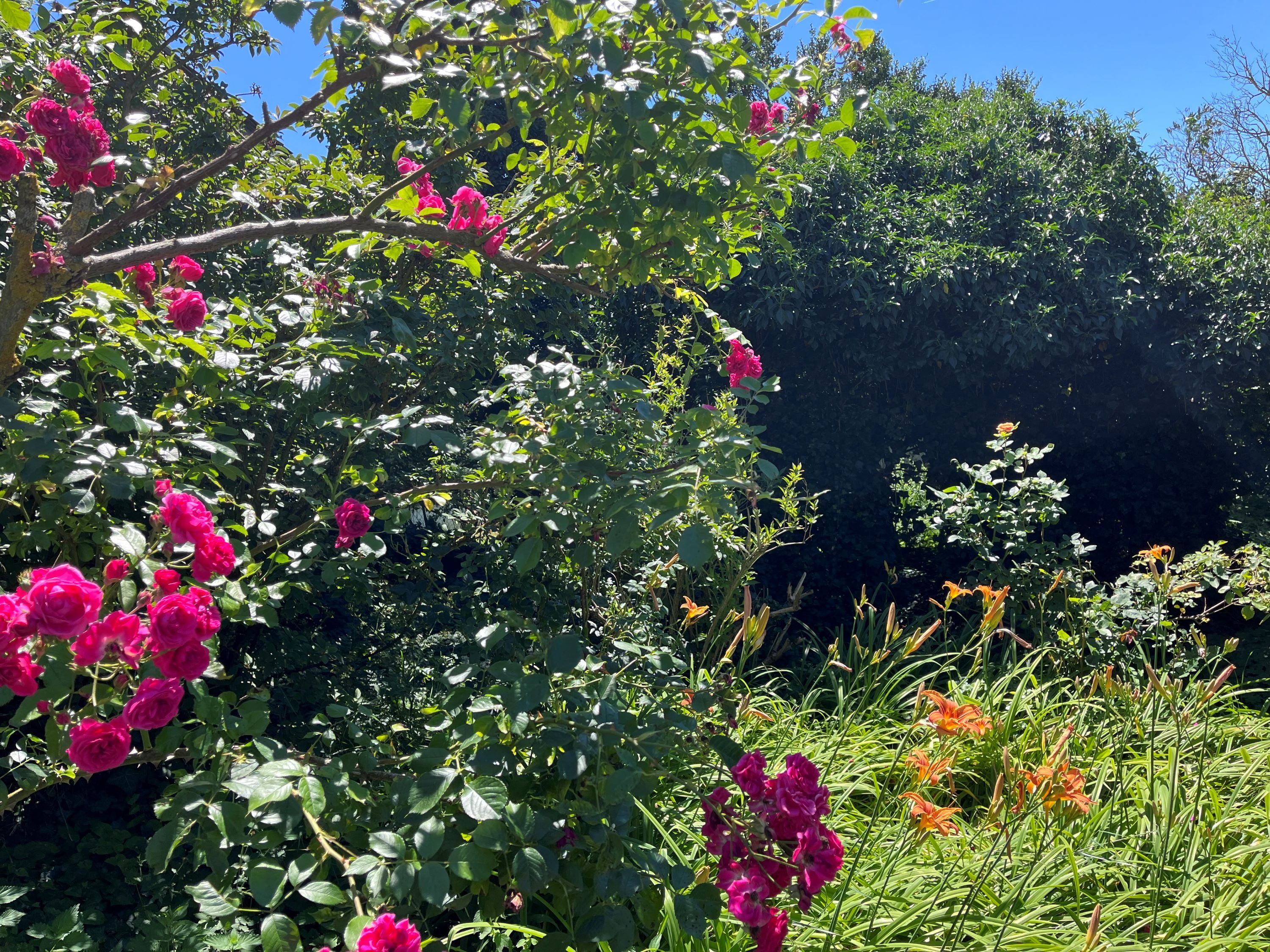 Ein blühender Garten mit rosa Rosen und orangefarbenen Lilien unter einem klaren blauen Himmel.