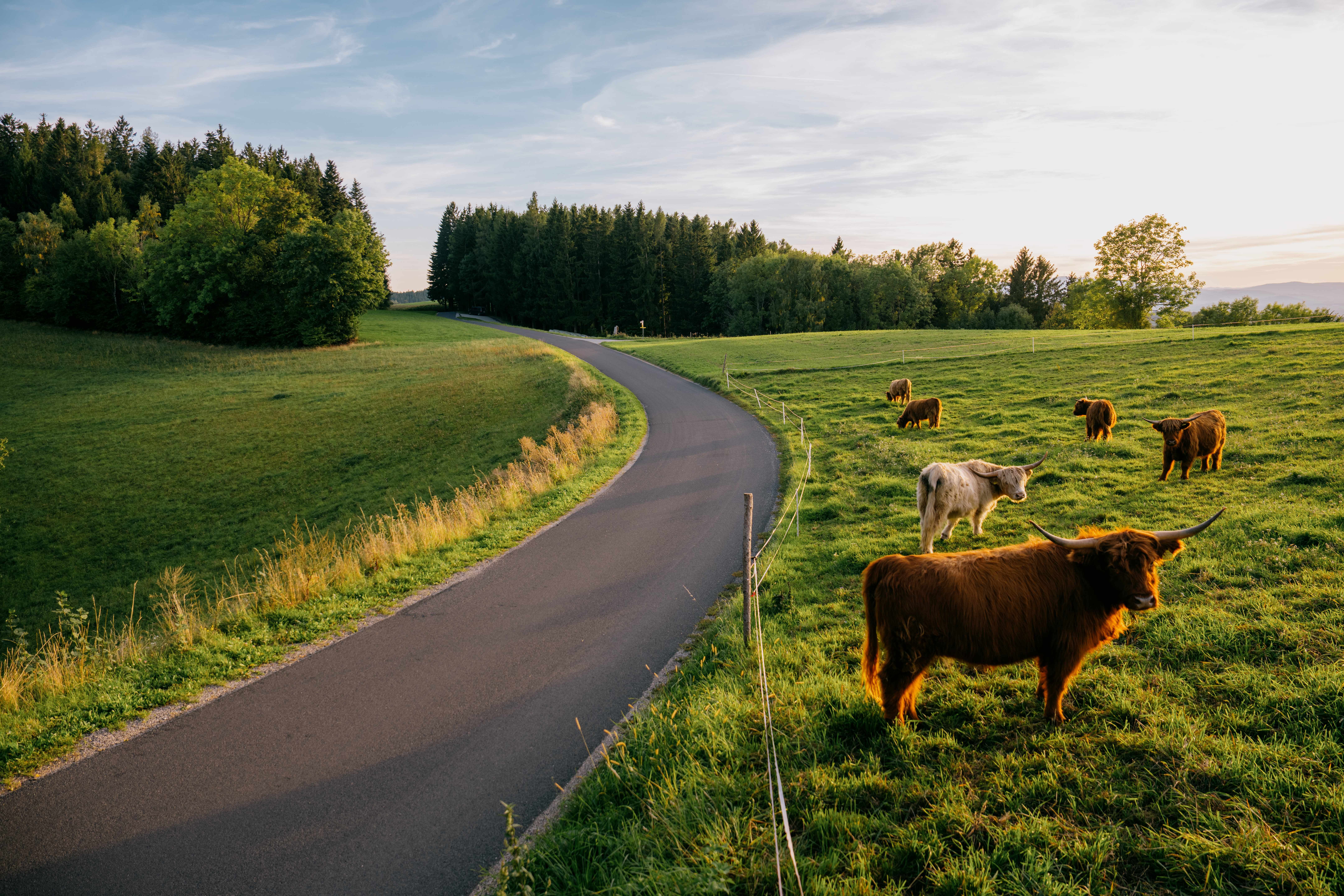 Eine kurvige Landstraße führt durch eine grüne Wiese mit grasenden Hochlandrindern, umgeben von Bäumen bei Sonnenuntergang.