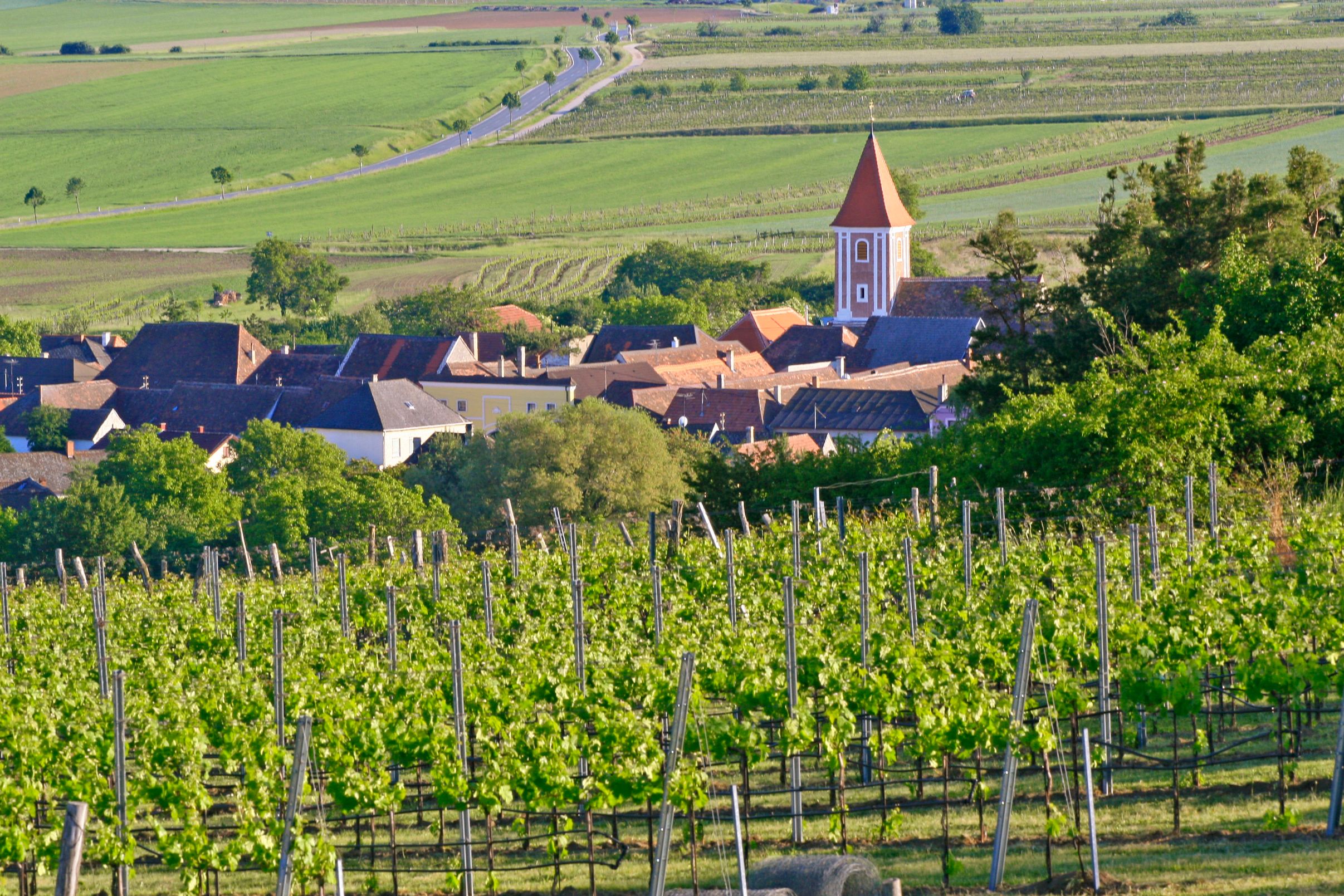 Blick auf ein Dorf mit Kirche und umliegenden Weinbergen.