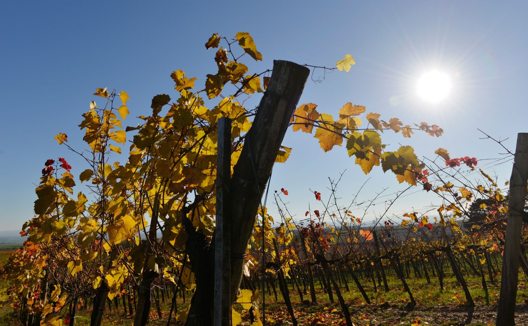 Weinreben