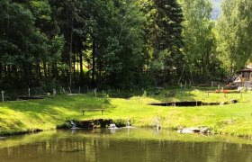 Ein ruhiger Fischteich mit umliegendem Wald und Wiese.