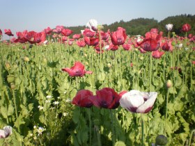 Mohnblüte, © Dieter Zeilinger