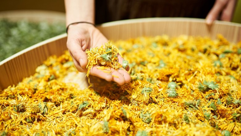 Eine Hand hält getrocknete gelbe Blüten über einem großen Holzbehälter voller Blüten.