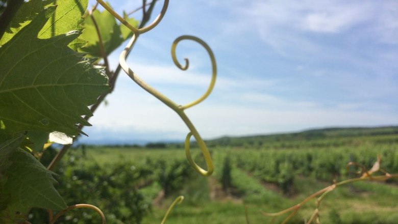 weingarten-ausblick-c-peter-paradeiser, &copy; Barbara Paradeiser