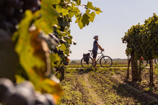 in den Weinfrühling radeln. , ©  Niederösterreich Werbung/Franziska Consolati