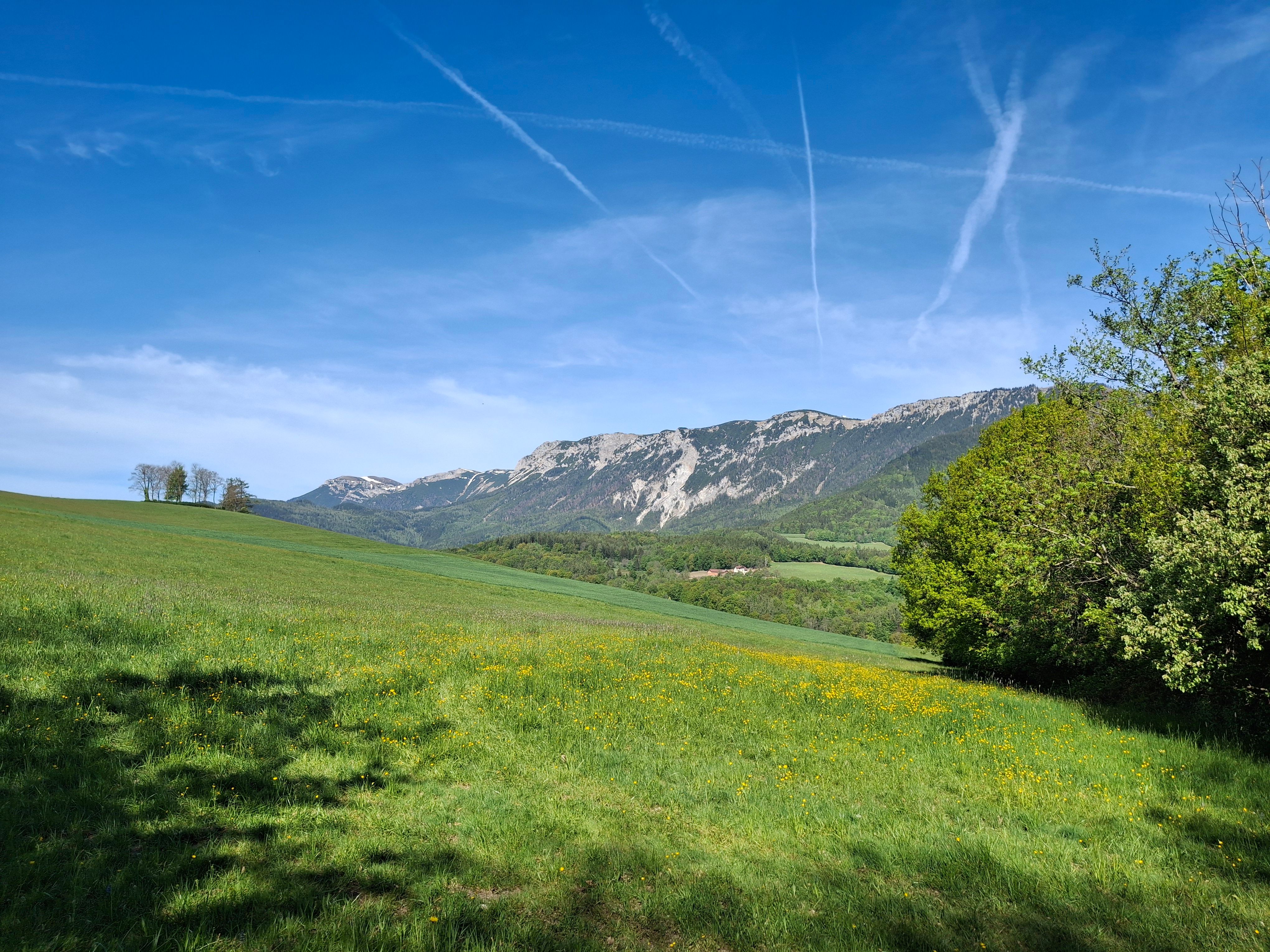 Grüne Wiese mit gelben Blumen vor einem Bergpanorama unter blauem Himmel