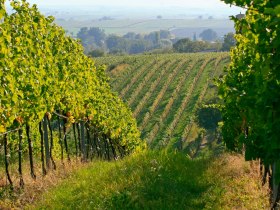 Retzbacher W&uuml;nschelrutenweg grenz&uuml;berschreitend, &copy; Weinviertel Tourismus / Wolfgang Gerzer