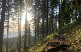Ein Wanderweg auf dem Pinkenkogel, umgeben von hohen B&auml;umen und Sonnenlicht, das durch die &Auml;ste scheint.