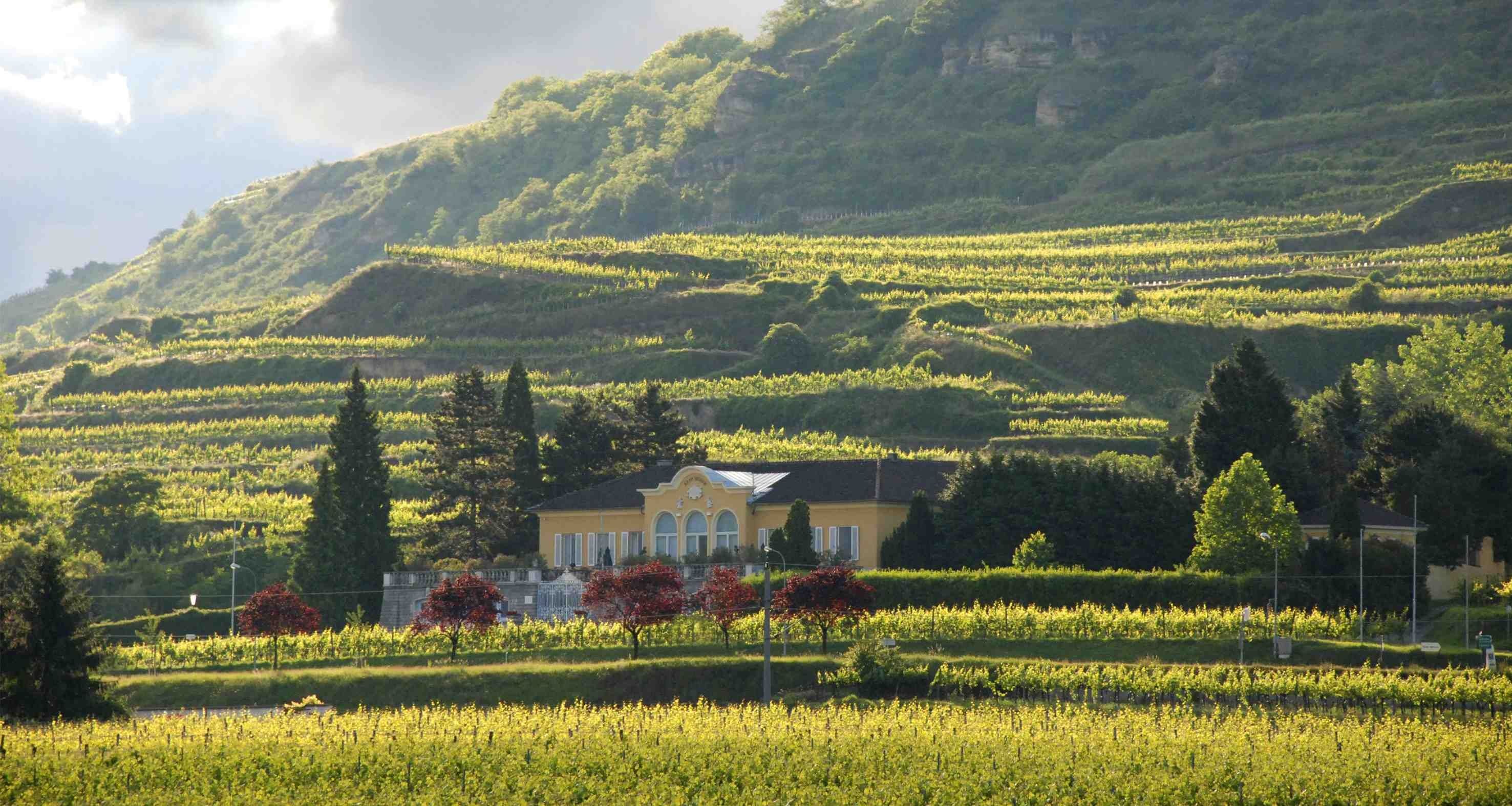 Weingut Vitikult Moser mit terrassierten Weinbergen im Hintergrund.
