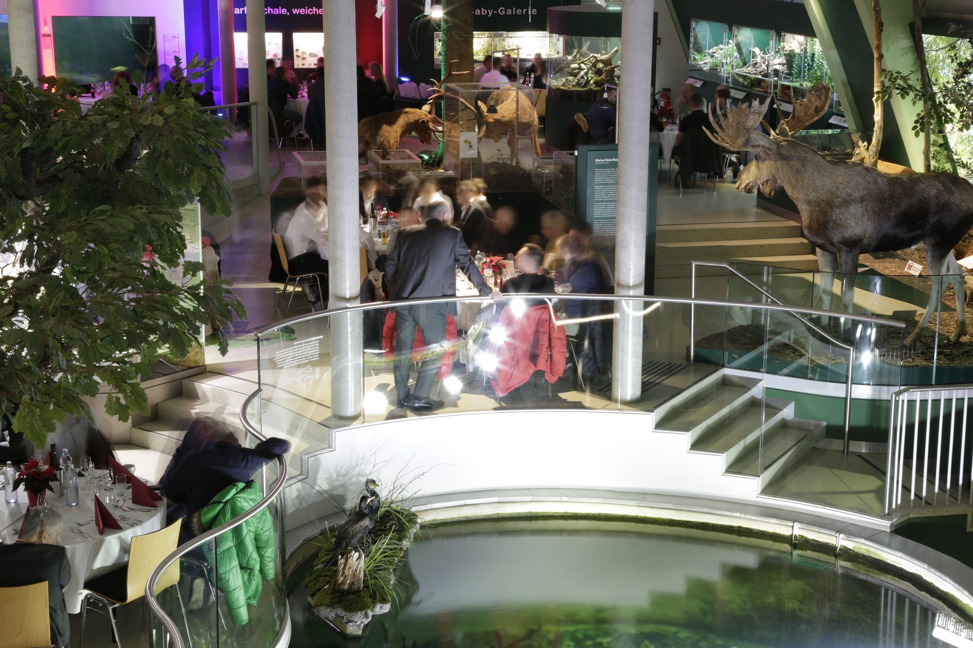 Innenansicht des Museums Niederösterreich mit ausgestopftem Elch und Besuchern an Tischen.