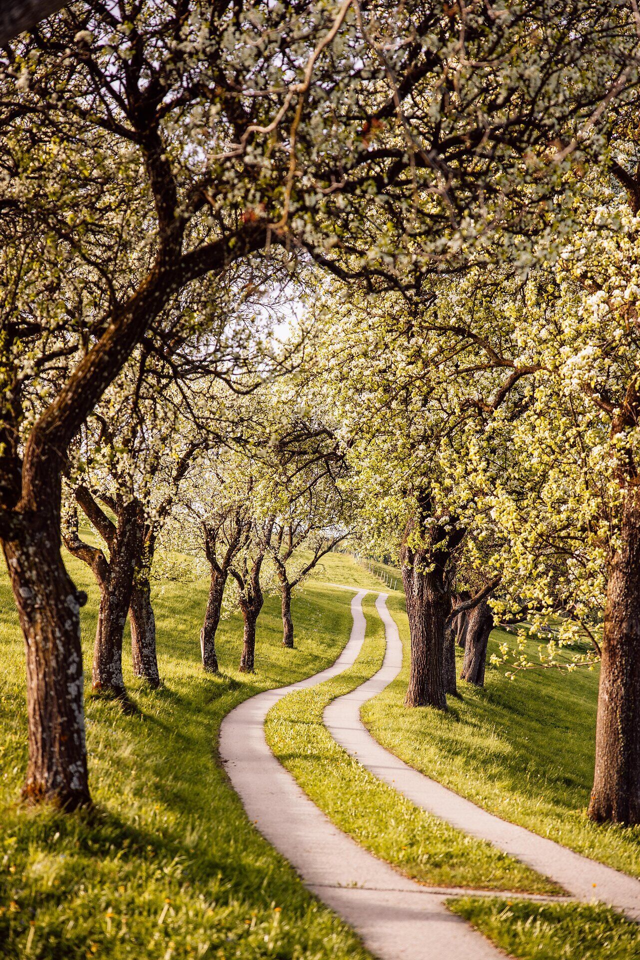 Die sanften Kurven der Straße laden zu einem entspannten Spaziergang ein, während die Birnbäume in voller Blüte stehen und ihre zarten, weißen Blüten die Landschaft verzaubern. Der Frühling entfaltet hier seine Farbenpracht und schafft eine harmonische Atmosphäre, die zum Verweilen einlädt.