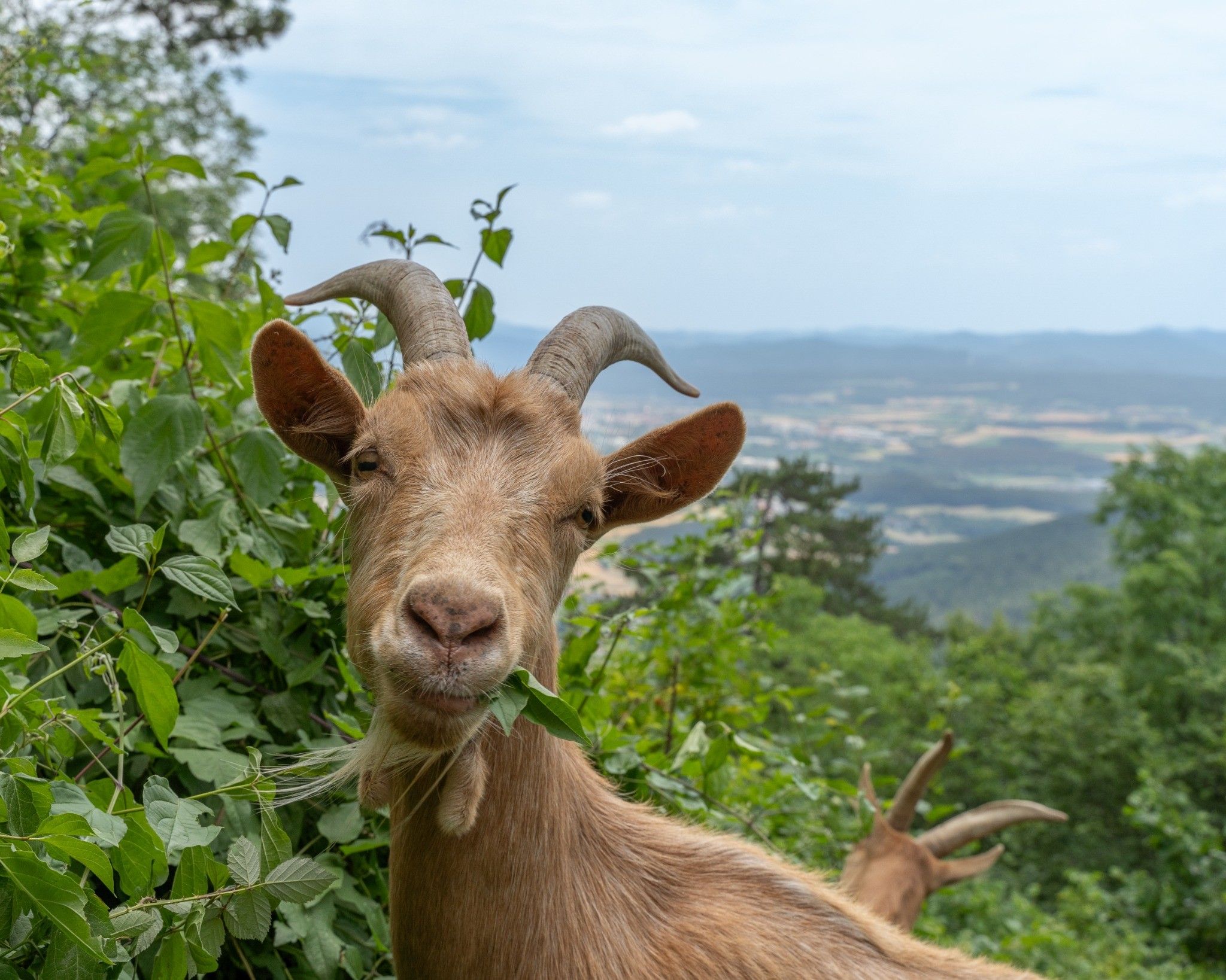 Eine Ziege frisst Blätter vor einer Landschaft mit Hügeln im Hintergrund.