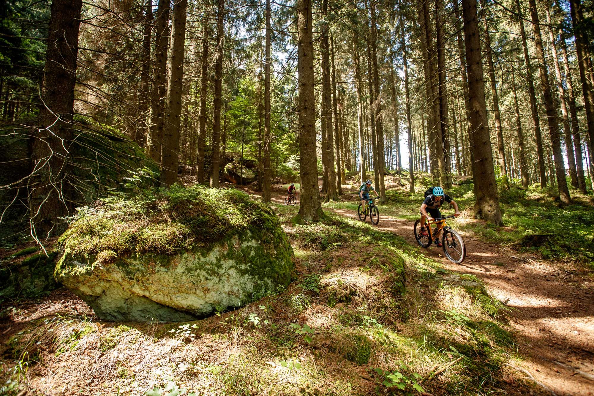 Mountainbiker fahren auf einem Waldweg zwischen hohen Bäumen.