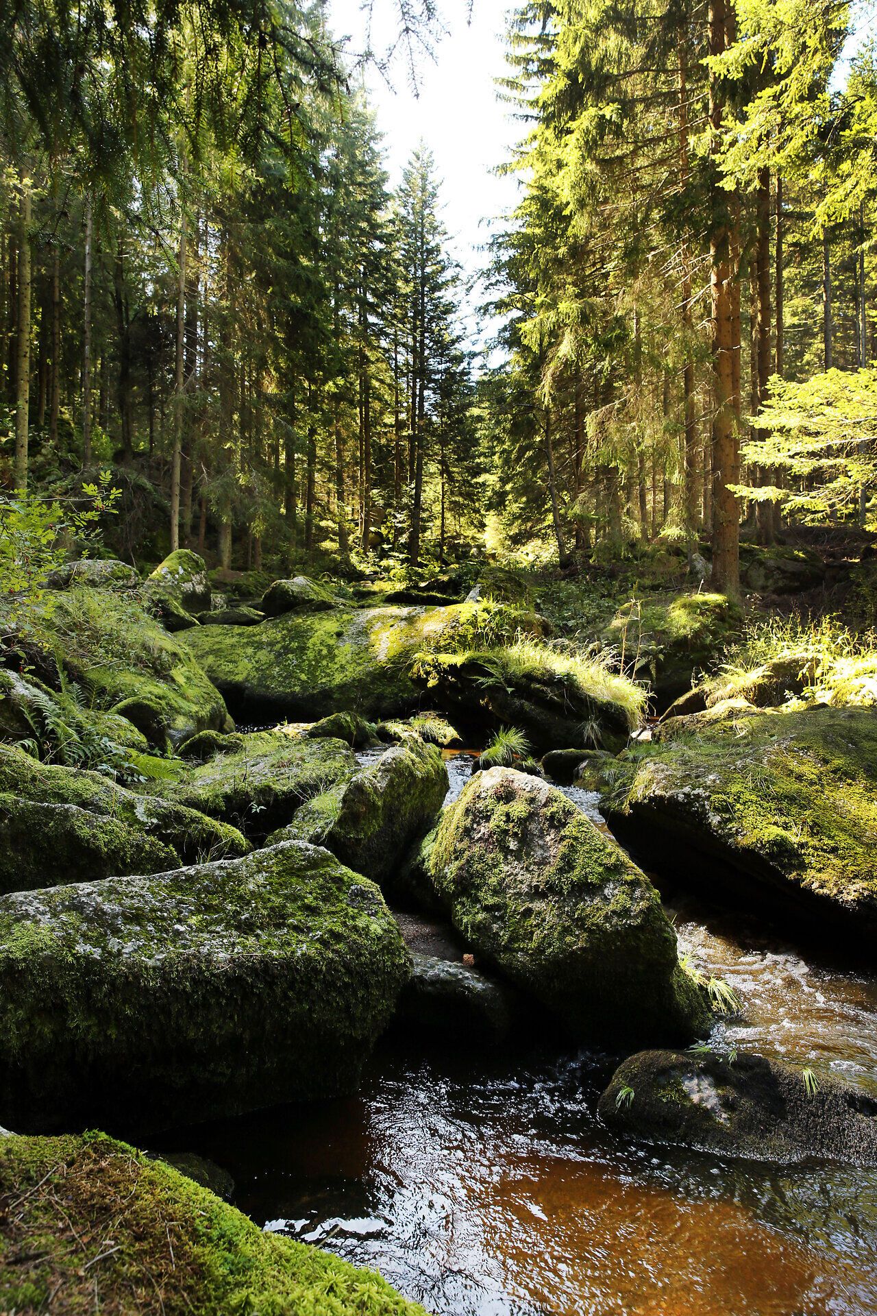 Ein sanfter Bach schlängelt sich durch die üppige, grüne Landschaft, umgeben von majestätischen Nadelbäumen. Die warmen Sonnenstrahlen durchdringen das Blätterdach und schaffen ein Spiel aus Licht und Schatten, das die natürliche Schönheit dieses Ortes unterstreicht.