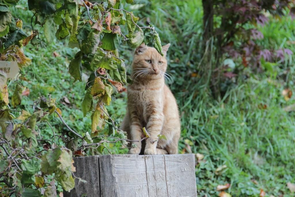 Katze Leni