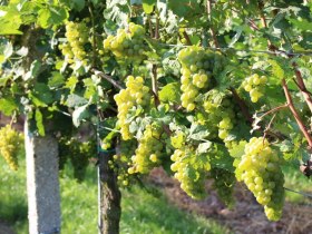 Reiche Ernte erwartet die Winzer, &copy; Melanie P&ouml;chacker