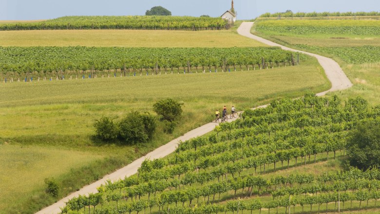 Radfahrer auf einem Weg durch Weinberge in einer ländlichen Landschaft.