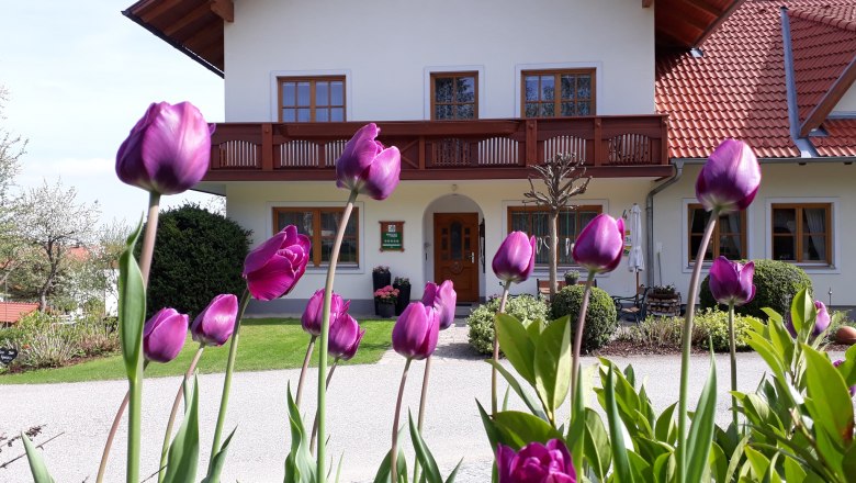 Bauernhaus mit violetten Tulpen im Vordergrund.