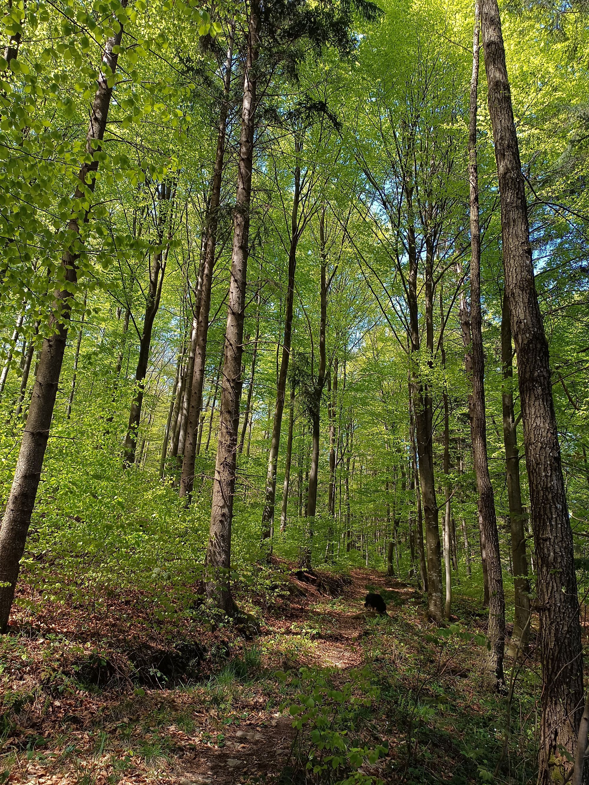 Wanderwege von der Ferienwohnung aus begehbar