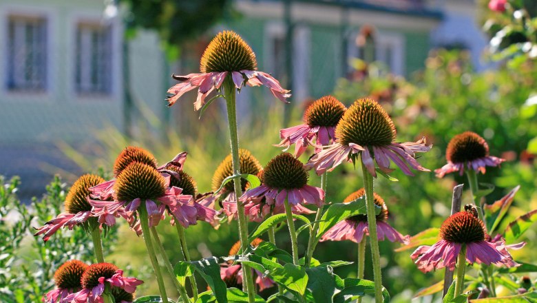 Nahaufnahme von violetten Sonnenh&uuml;ten in einem Garten.