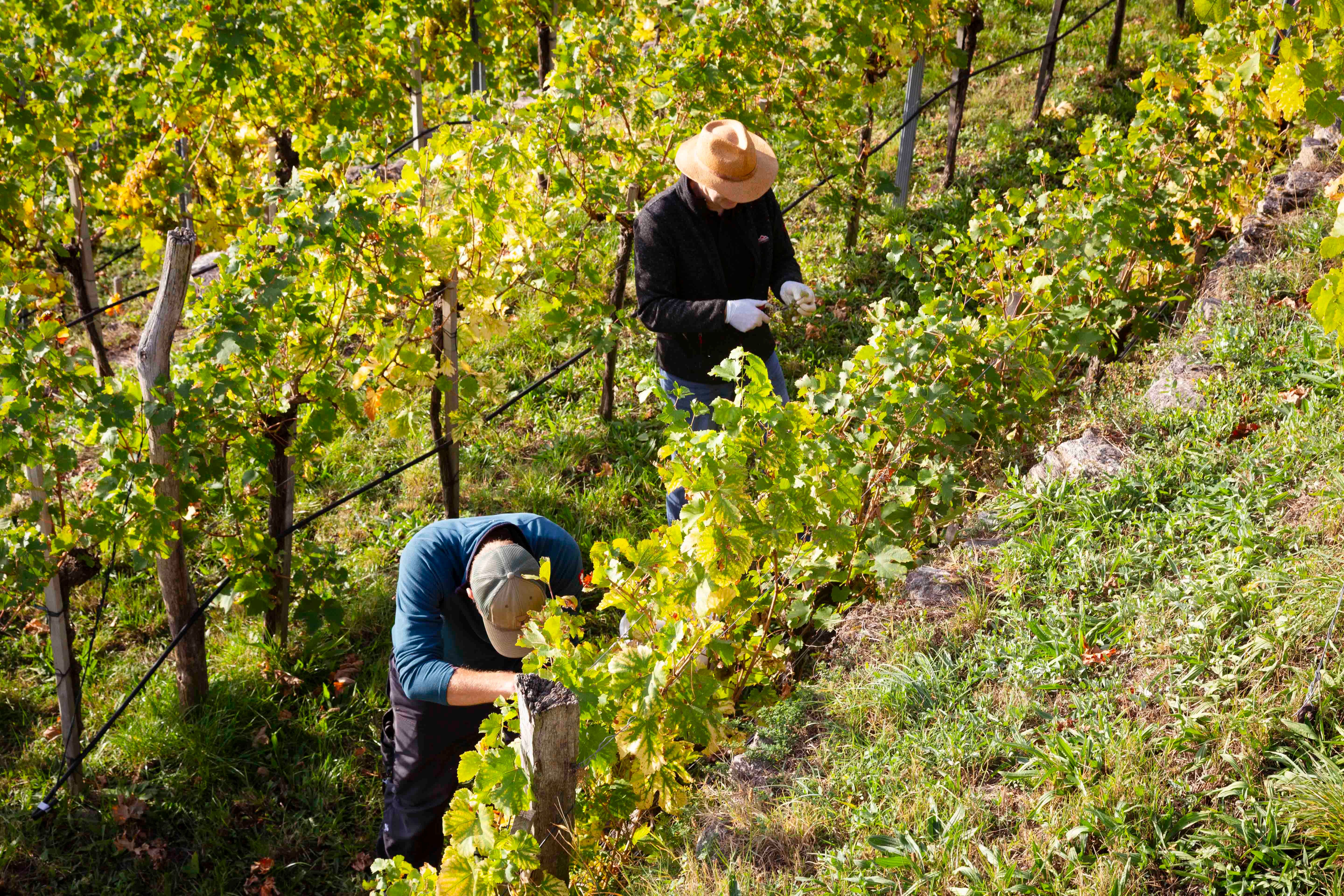 Weinlese in der Wachau
