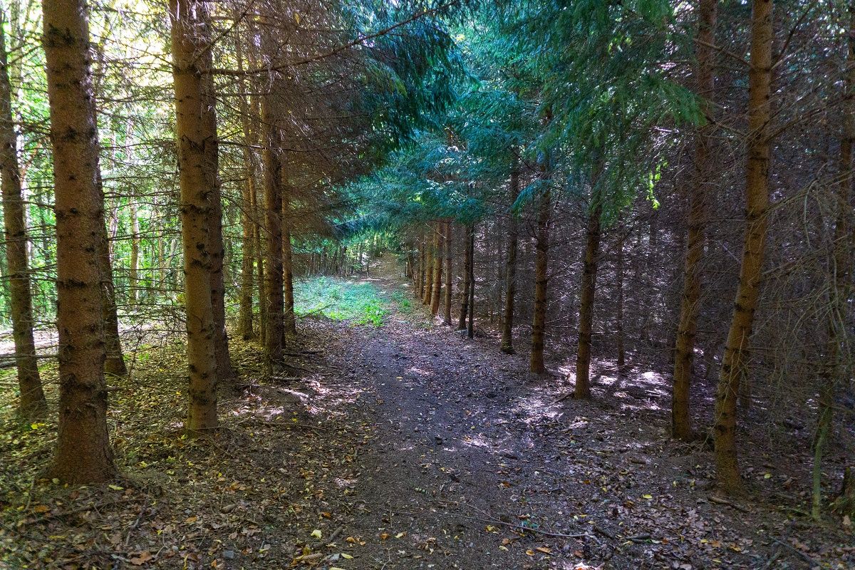 Waldweg nach Gerersdorf
