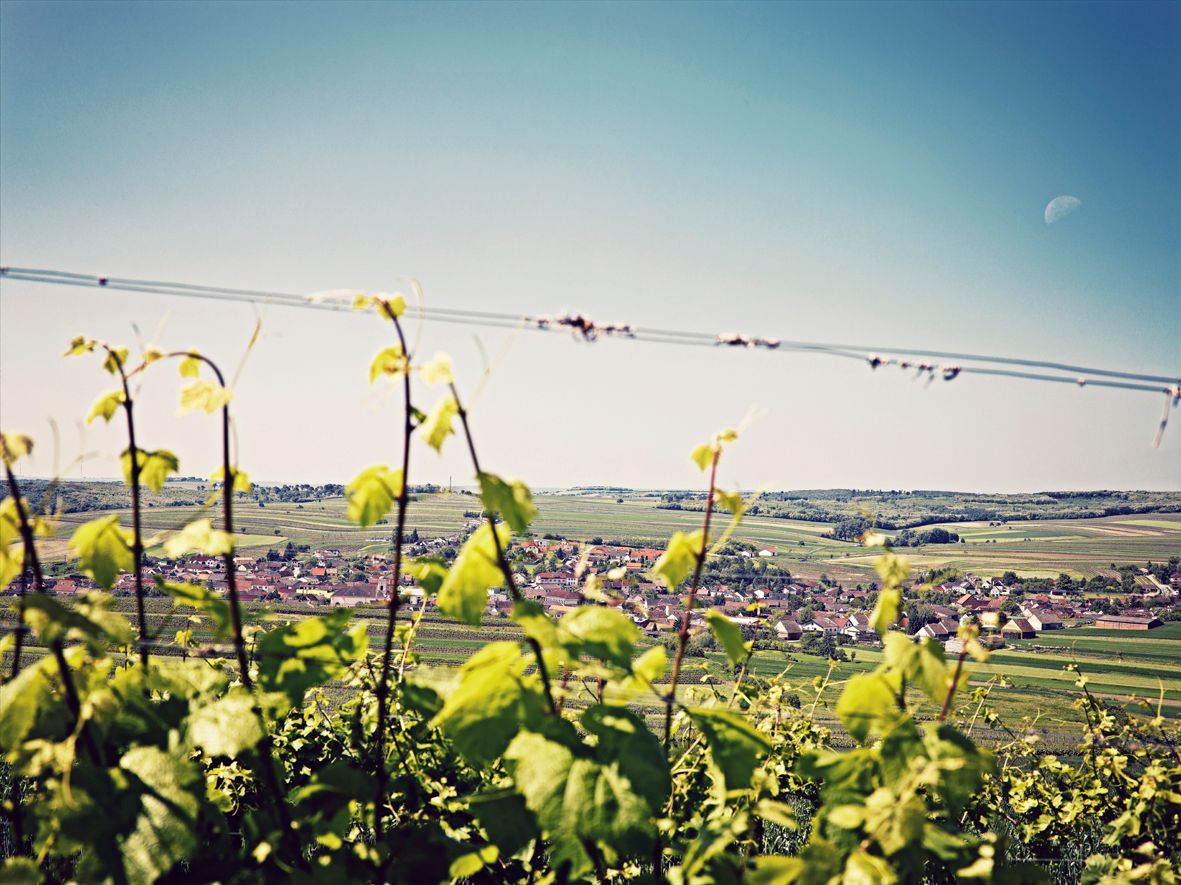 Blick über Weinreben auf das Dorf Schrattenberg in einer hügeligen Landschaft.