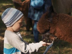 Alpaka, &copy; Dr. Gergely, Manada de Sana