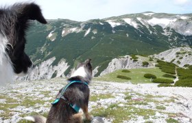 Wandern mit Hund in den Wiener Alpen, © Niederösterreich CARD/Anita Ericson