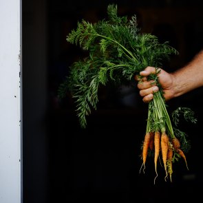 Hand hält Karotten frisch vom Feld