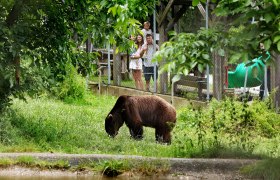 Ein B&auml;r grast in einem Gehege, w&auml;hrend eine Familie ihn durch einen Zaun beobachtet.