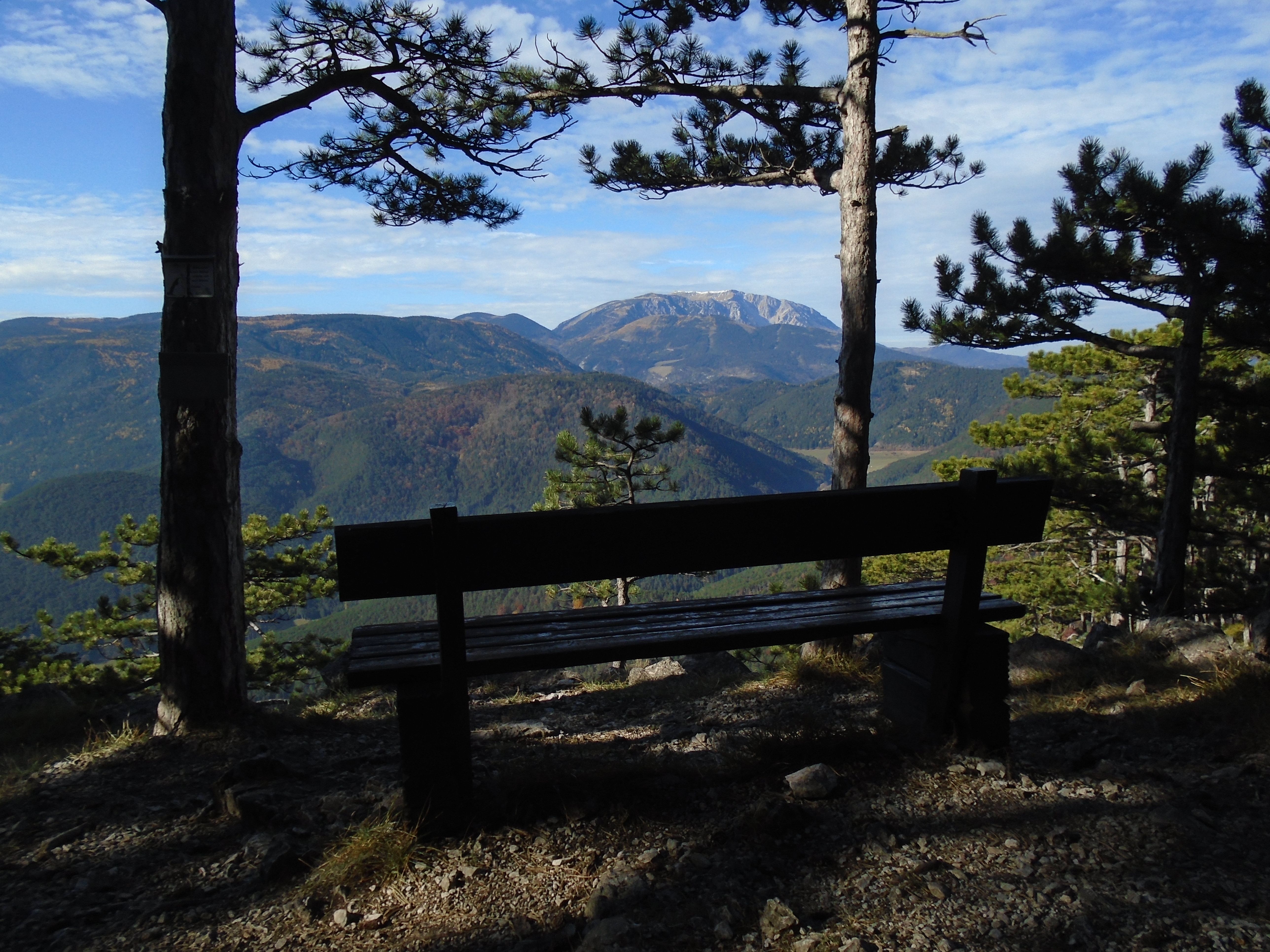 Aussicht auf den Schneeberg durch Bäume mit einer Bank im Vordergrund.