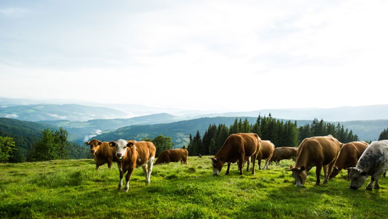 Schwaigen - die Almen am Wechsel, © Wiener Alpen/Michael Reidinger