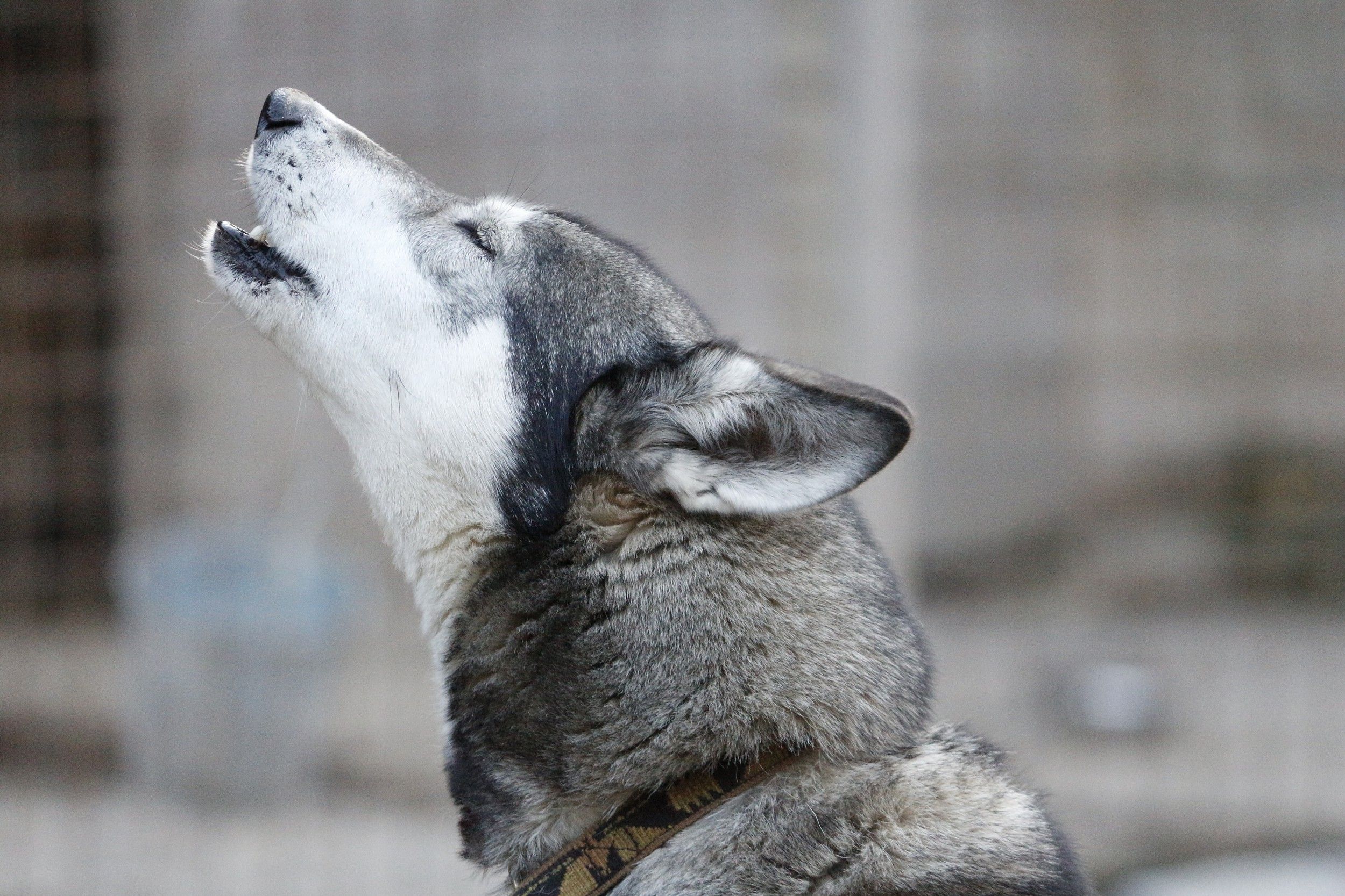 Ein Husky mit grauem Fell heult in die Luft.