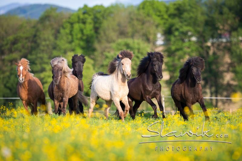 Eine Gruppe von Islandpferden galoppiert über eine blühende Wiese vor einem Hintergrund aus Bäumen.