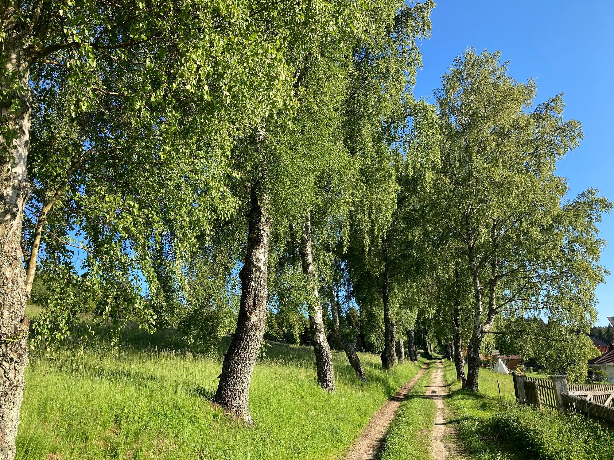 Ein schmaler Weg führt durch eine Allee von Birkenbäumen, die von grünem Gras umgeben sind. Der Himmel ist klar und blau.