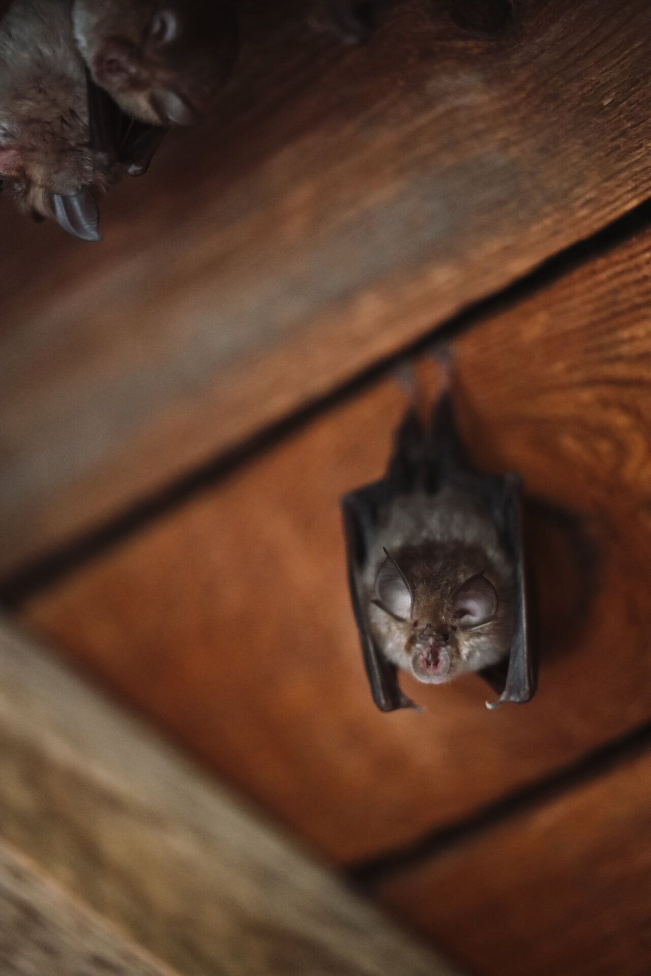 Nahaufnahme einer Fledermaus, die kopfüber an einer Holzoberfläche hängt.