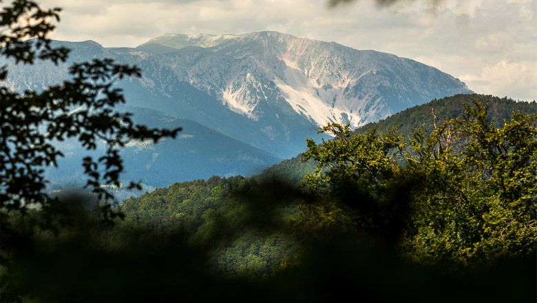 Blick auf den Schneeberg durch Bäume hindurch.