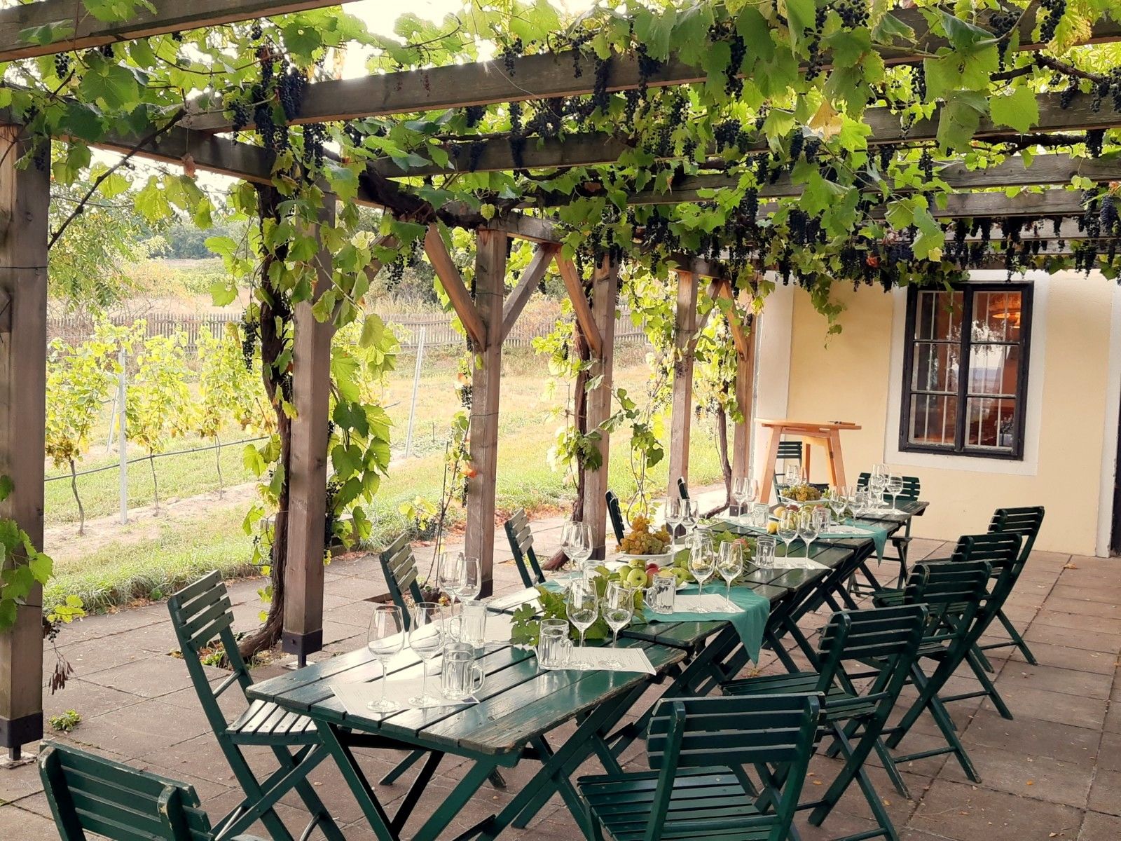 Gedeckter Tisch unter einer Pergola mit Weinreben.