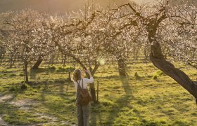 Blühende Fotospots, Marillenblüte Wachau, © Stefanie Winter