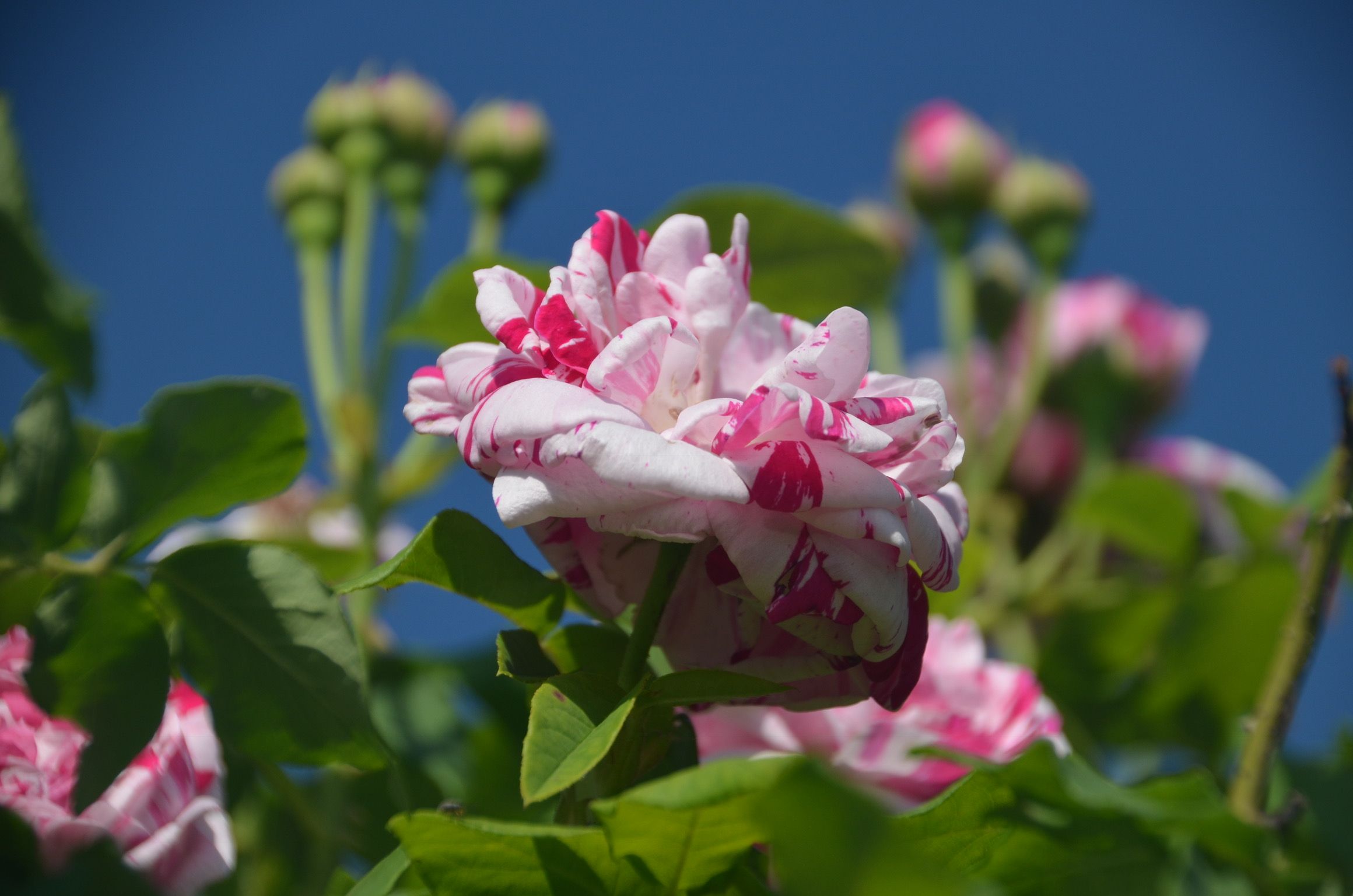 Nahaufnahme einer rosa-weiß gestreiften Rosenblüte vor blauem Himmel.