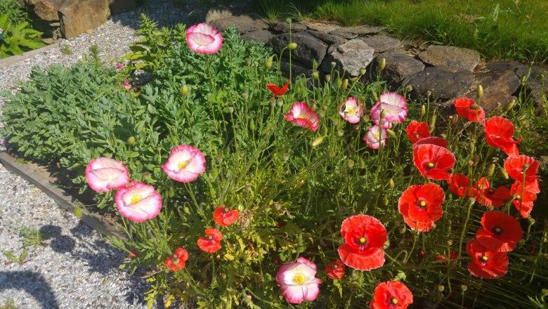 Ein Garten mit verschiedenen Mohnblumen in Rot und Rosa vor einer Steinmauer.