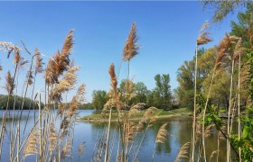 Schilfges&auml;umter Donaualtarm mit ruhiger Wasseroberfl&auml;che und Auenvegetation.