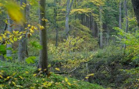 Ein dichter Wald mit grünen und gelben Blättern im Herbst.