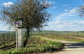 Weinberglandschaft mit Wegweiser und Baum im Weinviertel, &Ouml;sterreich.