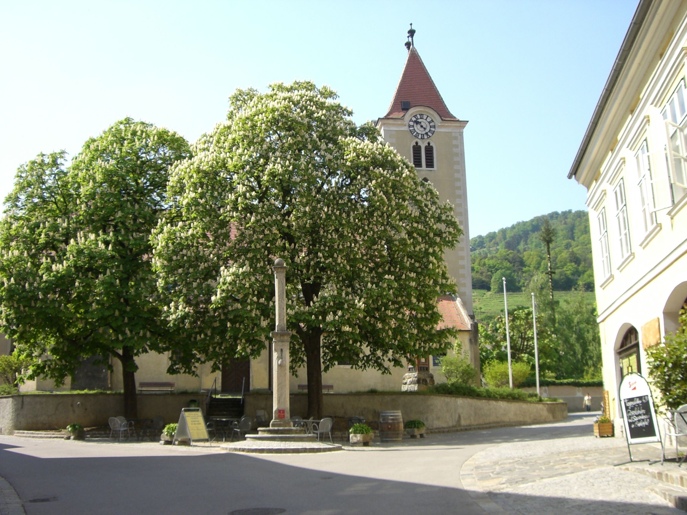 Pfarrkirche Rossatz mit Kirchturm und blühenden Bäumen im Vordergrund.