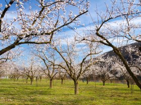 Marillenbl&uuml;te in der Wachau, &copy; Donau N&Ouml; Tourismus/Barbara Elser