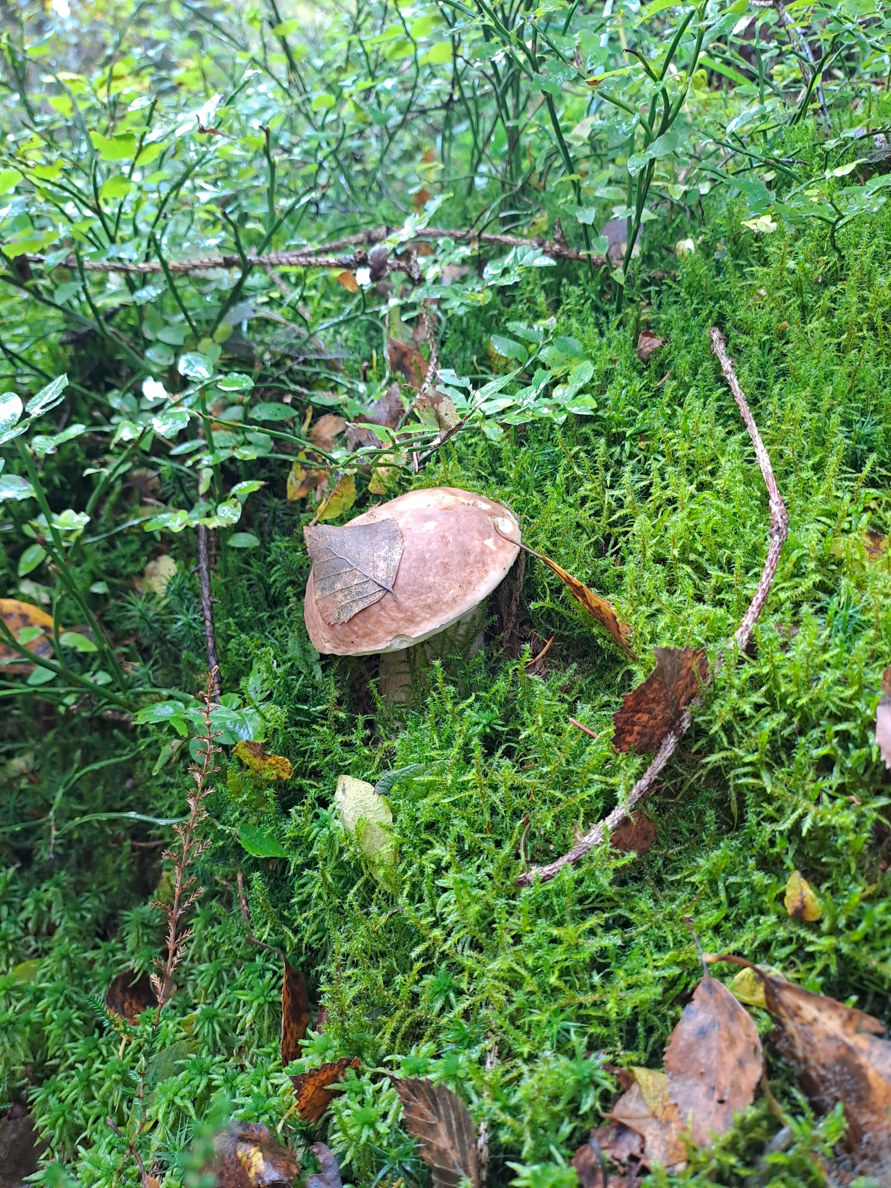 Pilz am Wegesrand im Wald